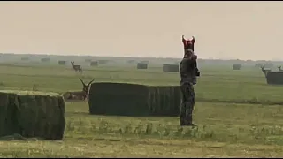 HUGE Archery Antelope Buck taken in his Bed with a Stalker Decoy