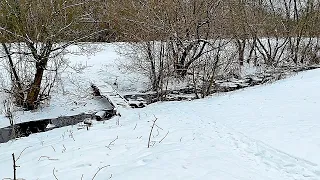 КРЕМЕННАЯ | Зимняя ДУБОВАЯ РОЩА и не замерзающий родник