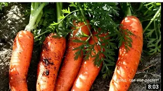 28 января 2022 г.супер экономичный способ посева морковки🥕🥕🥕