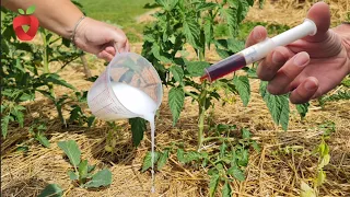 Just one drop is enough to save tomatoes from downy mildew!