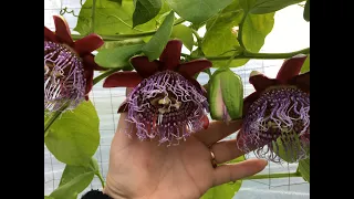 Пассифлора/Маракуйя от покупного плода до плодоношения/Passiflora edulis Инкарната и Quadrangularis