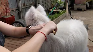 Grooming a Japanese Spitz - Step 2, Part 1: Extra Wide Comb