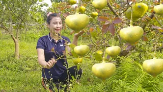 How to Harvest Yellow Beans to Sell at the Country Market - Free Farm Life | Ly Thi Cam