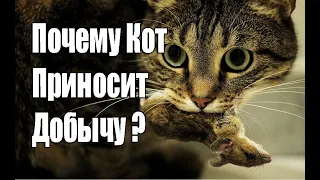 ПОЧЕМУ КОТЫ ПРИНОСЯТ ДОБЫЧУ ХОЗЯИНУ ?