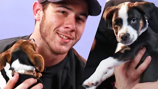 Nick Jonas Plays With Puppies (While Answering Fan Questions)