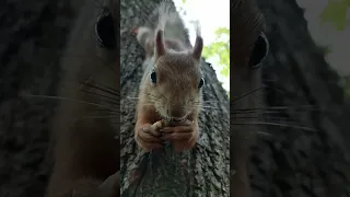 Белка ест орешек / A squirrel eats a nut #squirrel #cute #cuteanimal