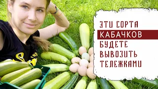 ЭТИ СОРТА БУДЕТЕ ВЫВОЗИТЬ ТЕЛЕЖКАМИ! КАБАЧКИ   СУПЕР УРОЖАЙ