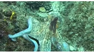 Мир подводной охоты - 371 - Зимняя охота в Адриатике