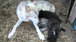 New Wolf Babies 1