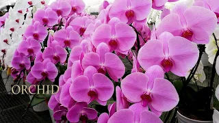 【4K Orchid】 Phalaenopsis Orchid Growers near Tokyo. 東京近郊の胡蝶蘭の生産農家 #orchid #orchids #phalaenopsis