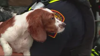 FULL COVERAGE: Doggy day care floods in Northeast DC, several dogs drown; multiple dogs rescued