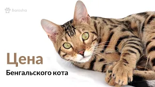 Бенгальский кот кошка цена - Леопардовый кот кошка цена