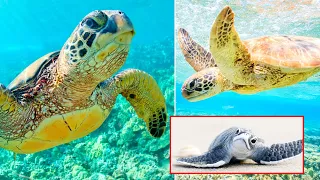 Sea Turtles Explained