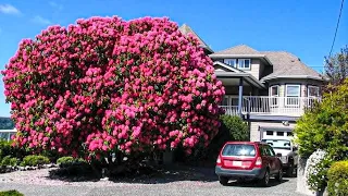 15 MOST Stunning and Beautiful Trees