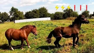 КУПИЛИ ЕЛЕКТРО ПАСТУХ COWBOY/КОНІ ВАГОВОЗИ/ КОНІ В УКРАЇНІ