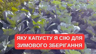 Завжди у ці дні сію капусту пізніх  сортів/ найкращий термін висіву насіння на розсаду