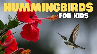 Hummingbirds for Kids | Learn about these tiny, fast, colorful creatures!