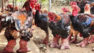 Millions Of Chickens With The WORLD'S BIGGEST LEG Are Raised This Way – Chicken Farming