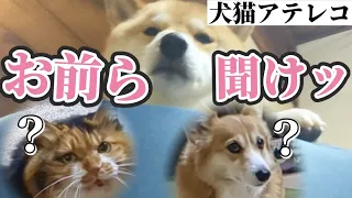 【犬猫アテレコ】柴犬が猫とコーギーに説教してるぽい