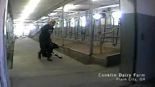 Veal Calves Ripped And Dragged From Mother Cows_Undercover Video_MFA