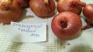 Лук шалот старорусский красный  видео 2