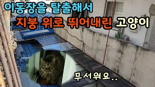 고양이 키우는 분들 이동장 주의하세요 꼭!![고양이탐정]