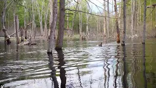 Westhampton trail cam: Deer pursued by coyote across beaver pond