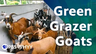 Clearing Out Land with the Green Grazer Goats - You Oughta Know (2021)