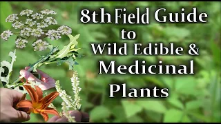 A Video Field Guide To 10 Edible & Medicinal Plants