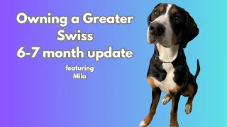 Owning A Greater Swiss Mountain Dog - 6-7 months