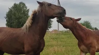 Stallion in the pasture checking the herd ।  Beautiful horse videos