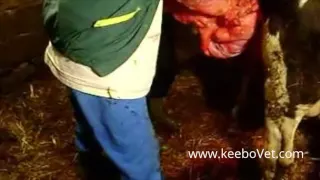 Farm Cow C-Section Performed by Veterinarian, See Whole Procedure