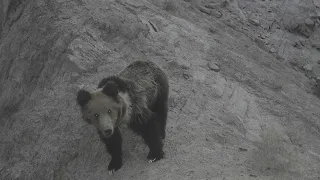 Brown bear spotted in Lop Nor nature reserve, Xinjiang for first time