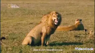 Funniest Animals Videos 2023 That Will Absolutely Brighten Up Your Day