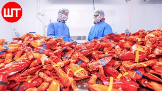 How Lobster Are Caught & Processed | Expensive Lobster Processing Factory
