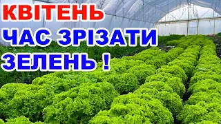 Вирощування зелені в теплиці . Петрушка , цибуля, салат та кріп