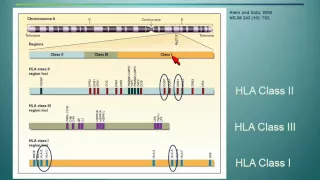 The Great Search - HLA Typing, Donor Selection and Beyond