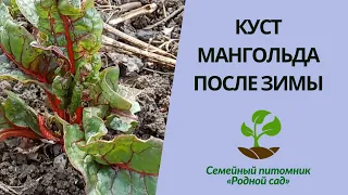 Куст мангольда после зимы. Выращивание листовой свёклы из семян в открытом грунте Украины.