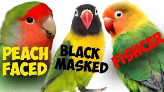Which LoveBird is Best for You?! | Top 3 Lovebirds Subspecies. || (Parrot Mansion Update)