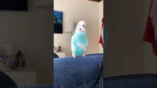 Beat Boxing Blue Budgie || ViralHog