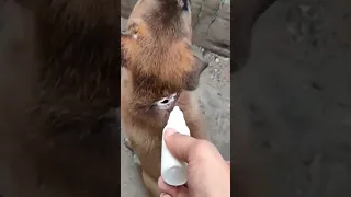 Mangoworm Removal From Dog, Remove Mangoworm On Dog