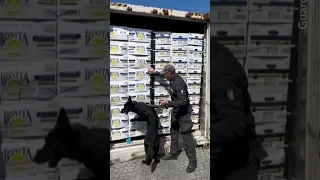 Italian police dog sniffs out 3 tons of cocaine hidden in banana shipment