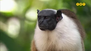 Порятунок вимираючих мавпочок та напій безсмертя. Бразилія. Світ навиворіт 10 сезон 16 випуск
