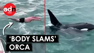 Shocking Moment Man ‘Body Slams’ Killer Whale in New Zealand