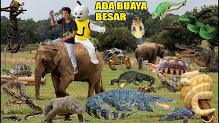 MENANGKAP HEWAN LUCU PART 7! BUAYA, KOMODO, IGUANA, KURA KURA?!