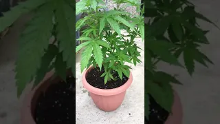 Transplanting-Outdoor garden grow U.K.