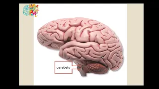 Neurociencias y educación- Neuroanatomía