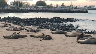 SEA LION DOLCE VITA IN THE GALAPAGOS ISLANDS! ❤️ (TURN ON SOUND!!!)