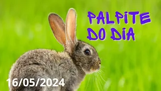 PALPITE DO DIA 16/05/2024 JB