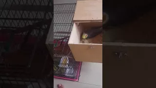 Goku (Dad Cockatiel) feeding his babies (2 days old)